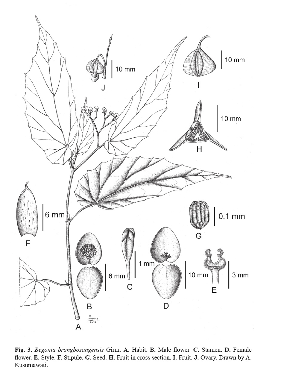 B. brangbosangensis